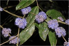 Memecylon malabaricum